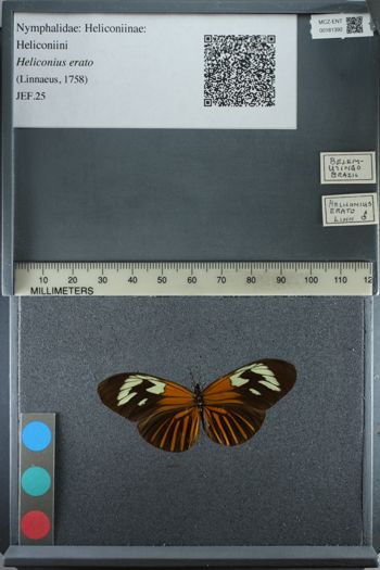 Media type: image;   Entomology 181392